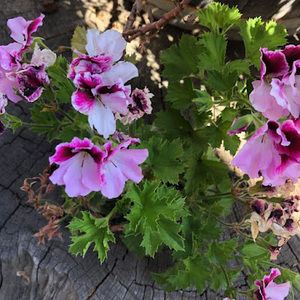 Meet your Posher, Ana